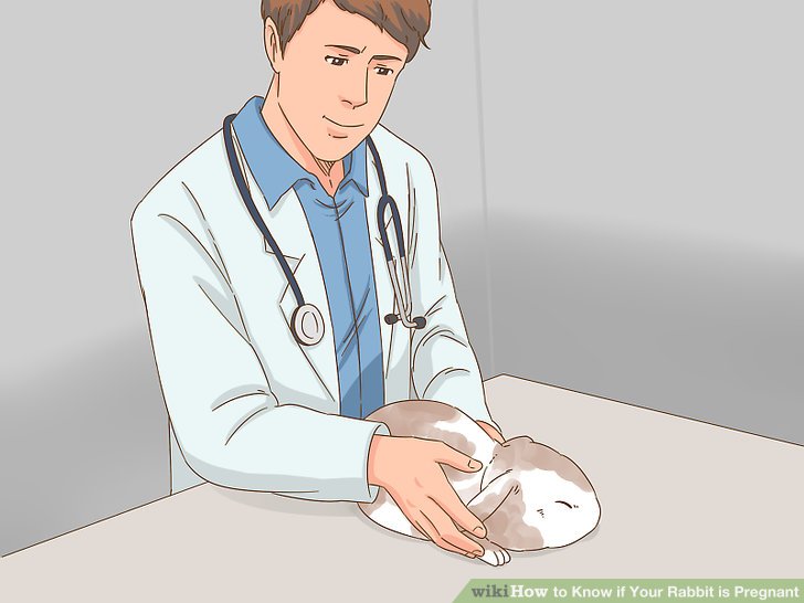 How to Know if Your Rabbit is Pregnant: 10 Steps (with Pictures)