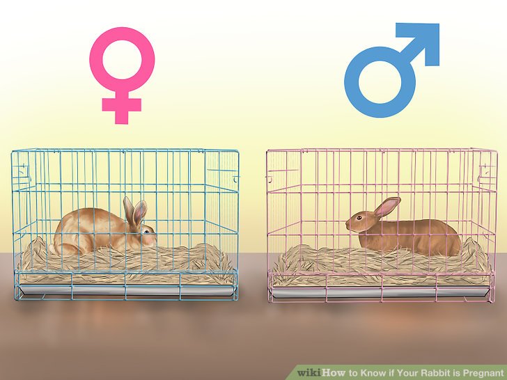 How to Know if Your Rabbit is Pregnant: 10 Steps (with Pictures)