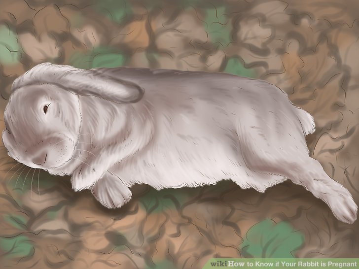 How to Know if Your Rabbit is Pregnant: 10 Steps (with Pictures)