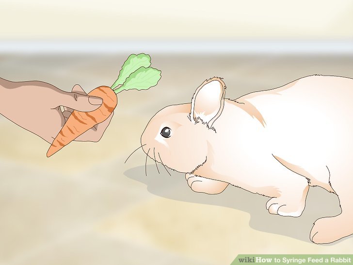 3 Ways to Syringe Feed a Rabbit - wikiHow Pet