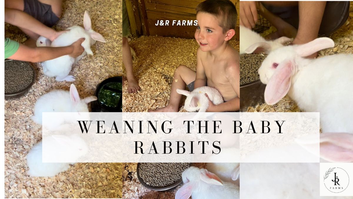 Raising Rabbits: Weaning the Rabbits
