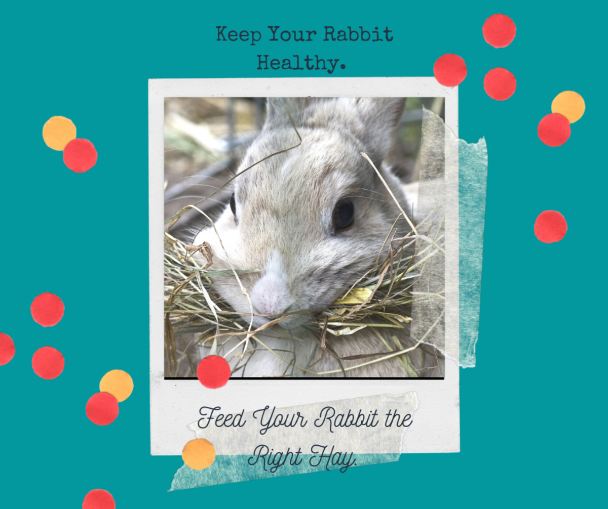 How to Choose the Right Hay for Feeding Rabbits: Expert Tips - Rabbit ...