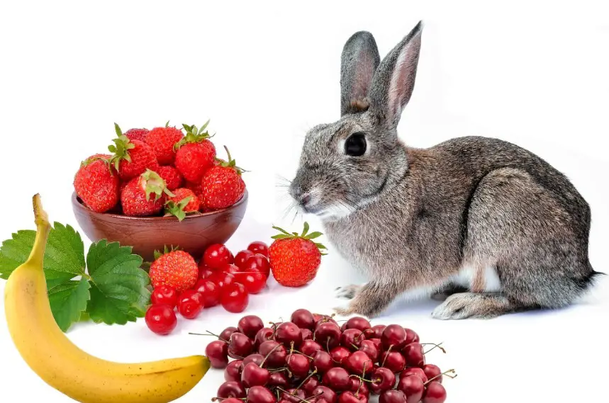 Fruits that rabbits can eat - Food Keg