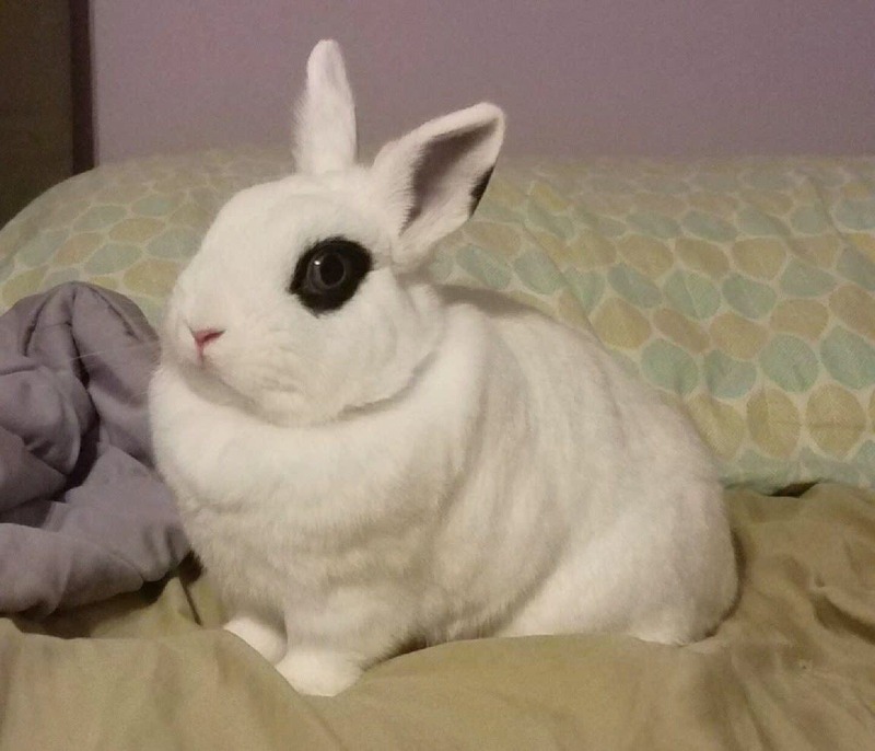Bunny Boarding at Rabbit Rescue Shelter