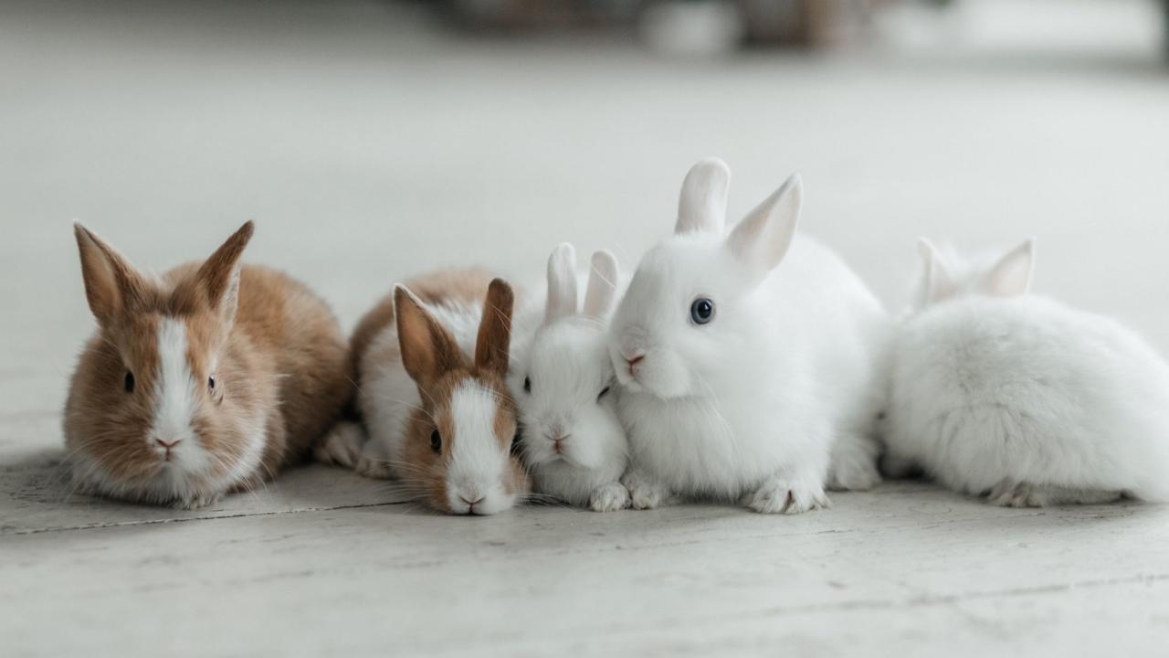 How to breed rabbits