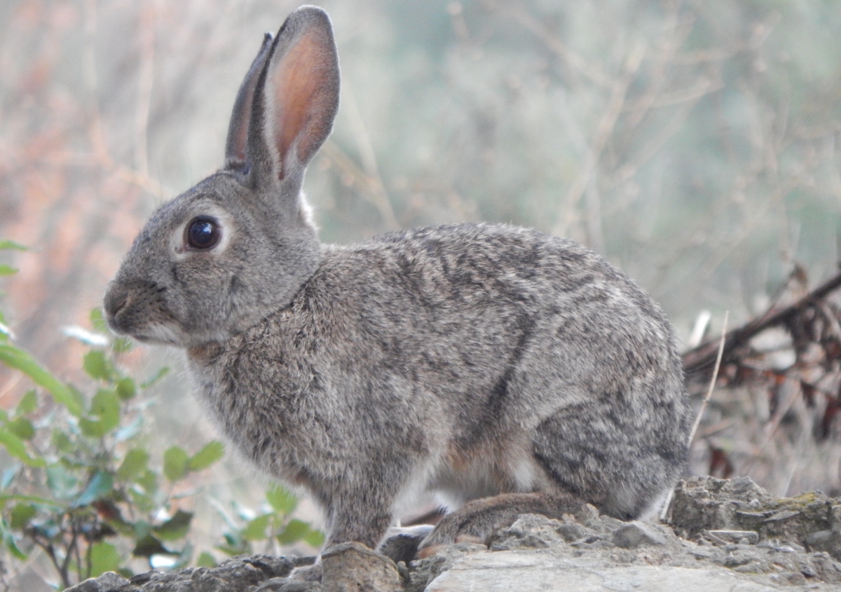 DNA profiling helps explain how the rabbit plague took over Australia ...