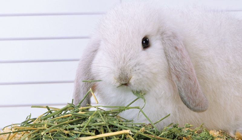 5 Tips For Feeding Rabbits The Right Way - Hobby Farms