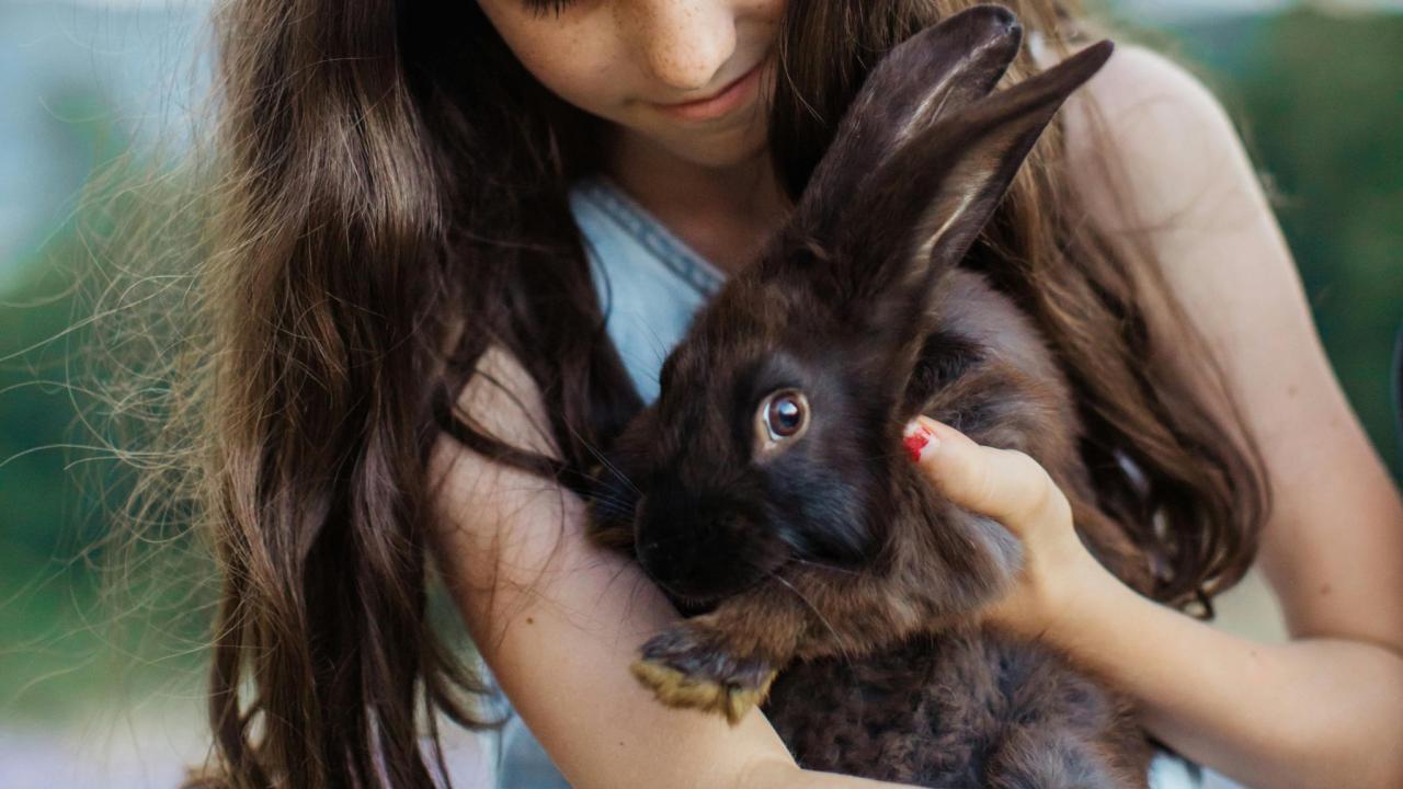 How to Feed Baby Rabbits: Step-by-Step Guide - Everbreed