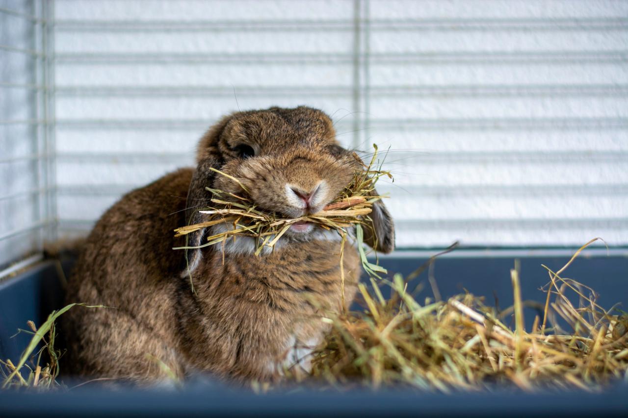 The Benefits of Hay for Rabbits | Rabbit feeding, Rabbit, Rabbit cages