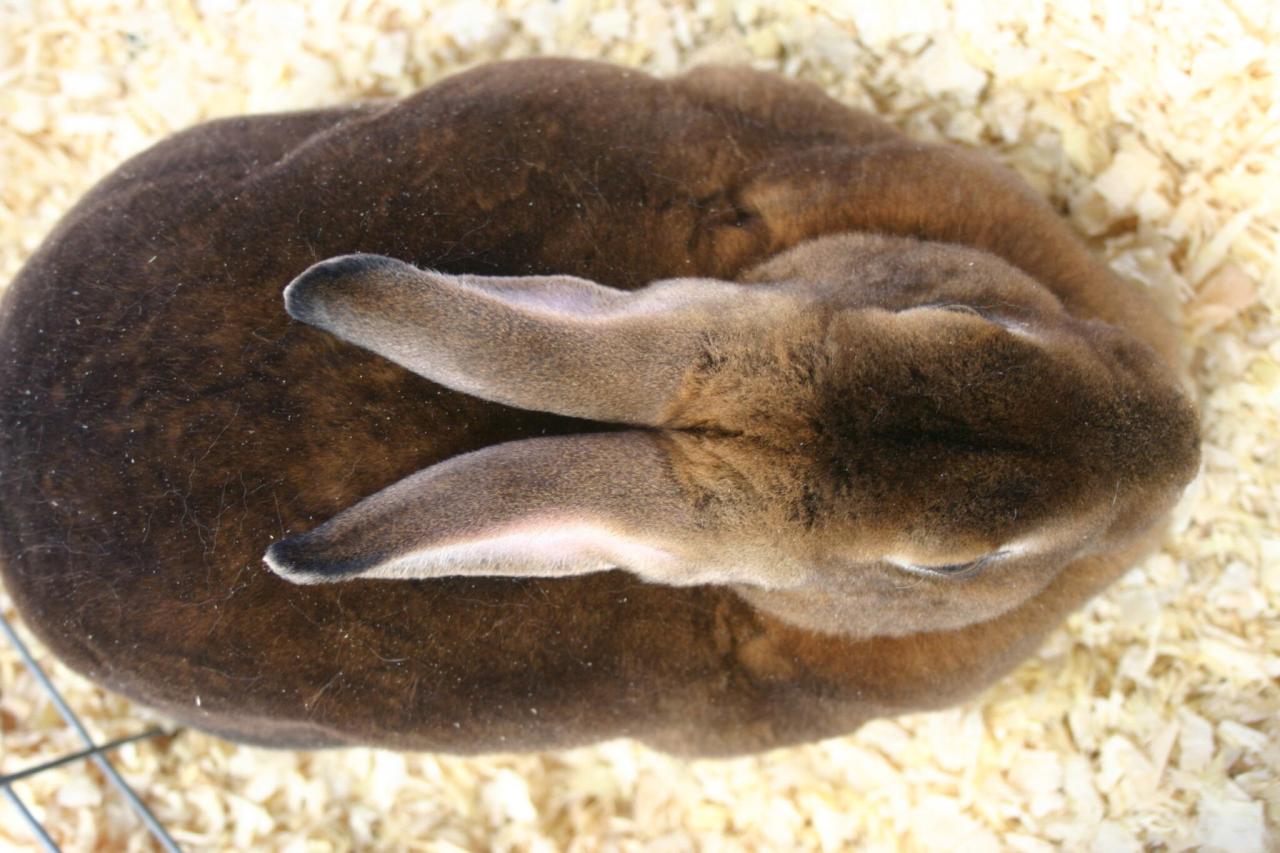 Obesity In Rabbits: Signs, Causes, Prevention, and Treatment - Here Bunny