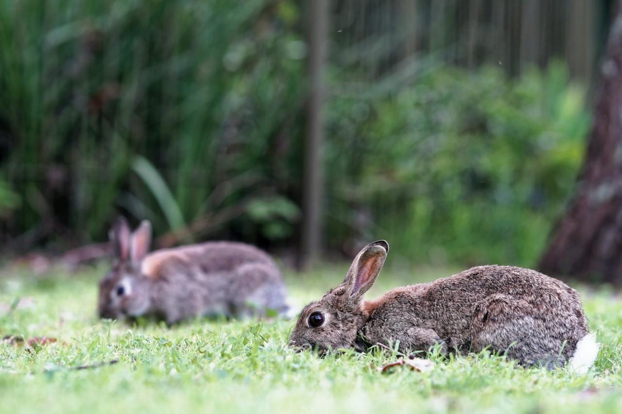 Can Rabbits And Dogs Live Together? | USA Rabbit Breeders