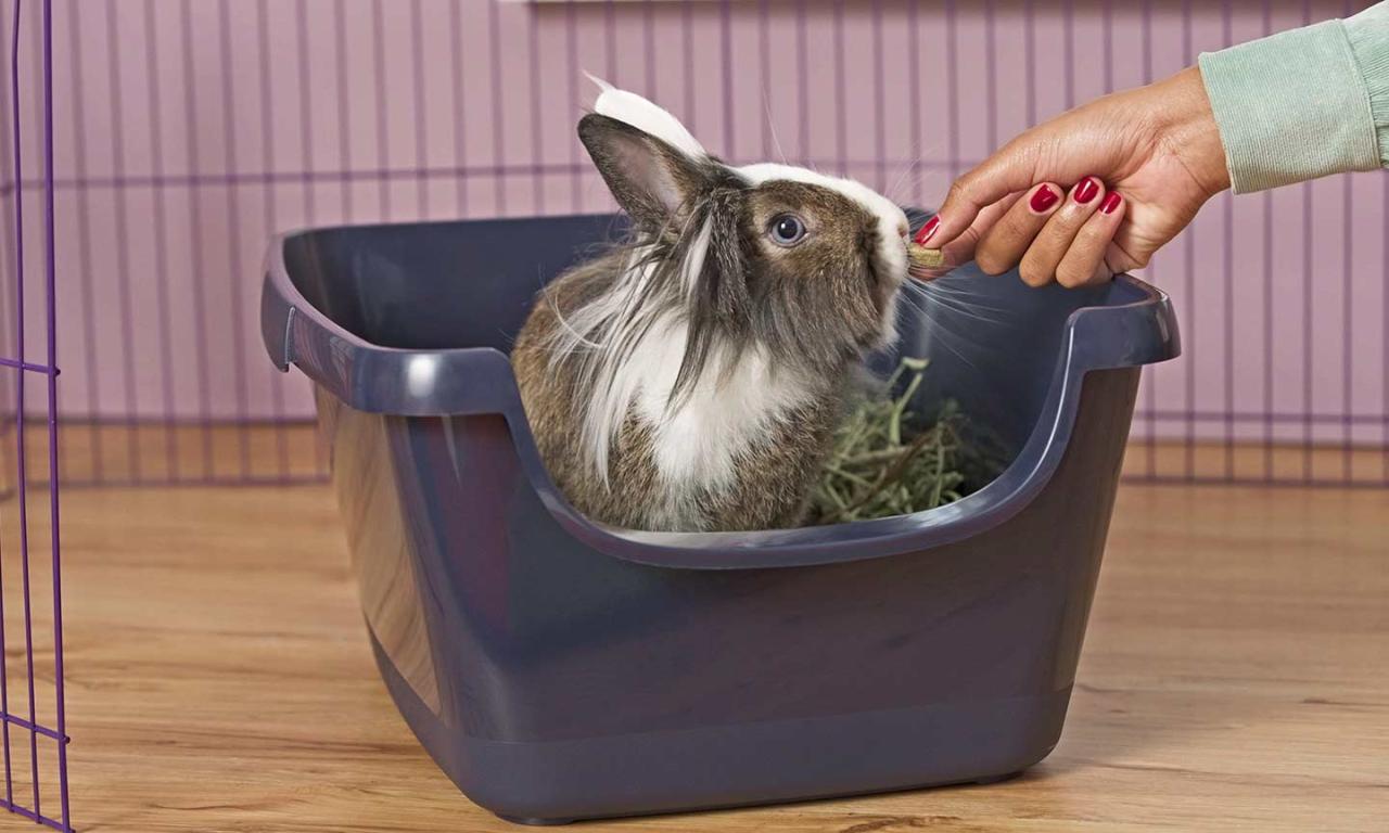 How to Litter Train a Rabbit - HubPages How to Litter Train a Rabbit - HubPages