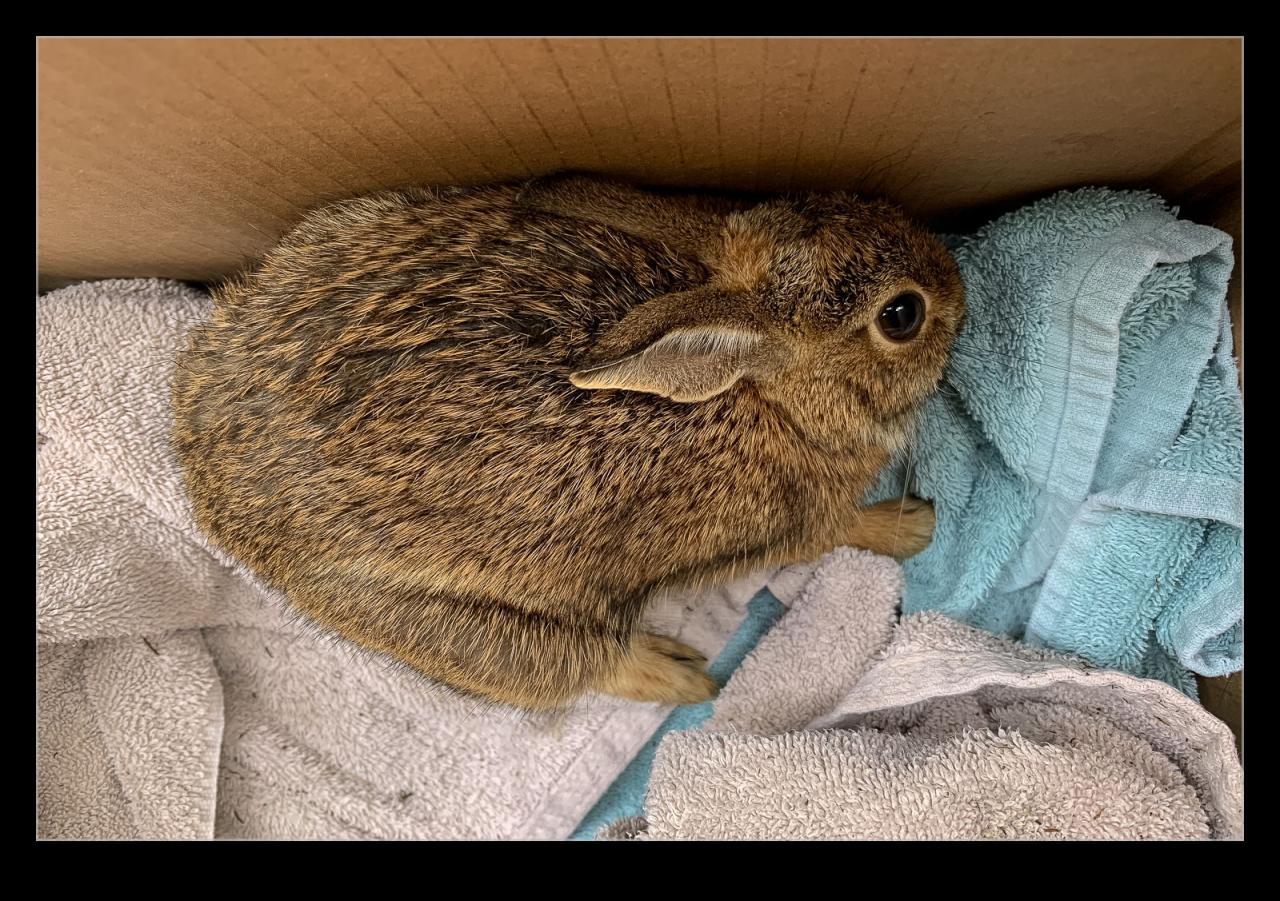 The Rescue | Rabbit Rescue