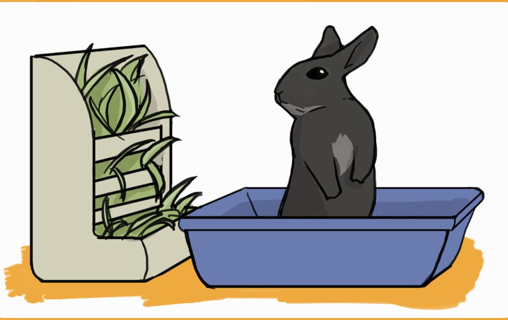 How do you litter train a rabbit? – House Rabbit Hub How do you litter train a rabbit? – House Rabbit Hub