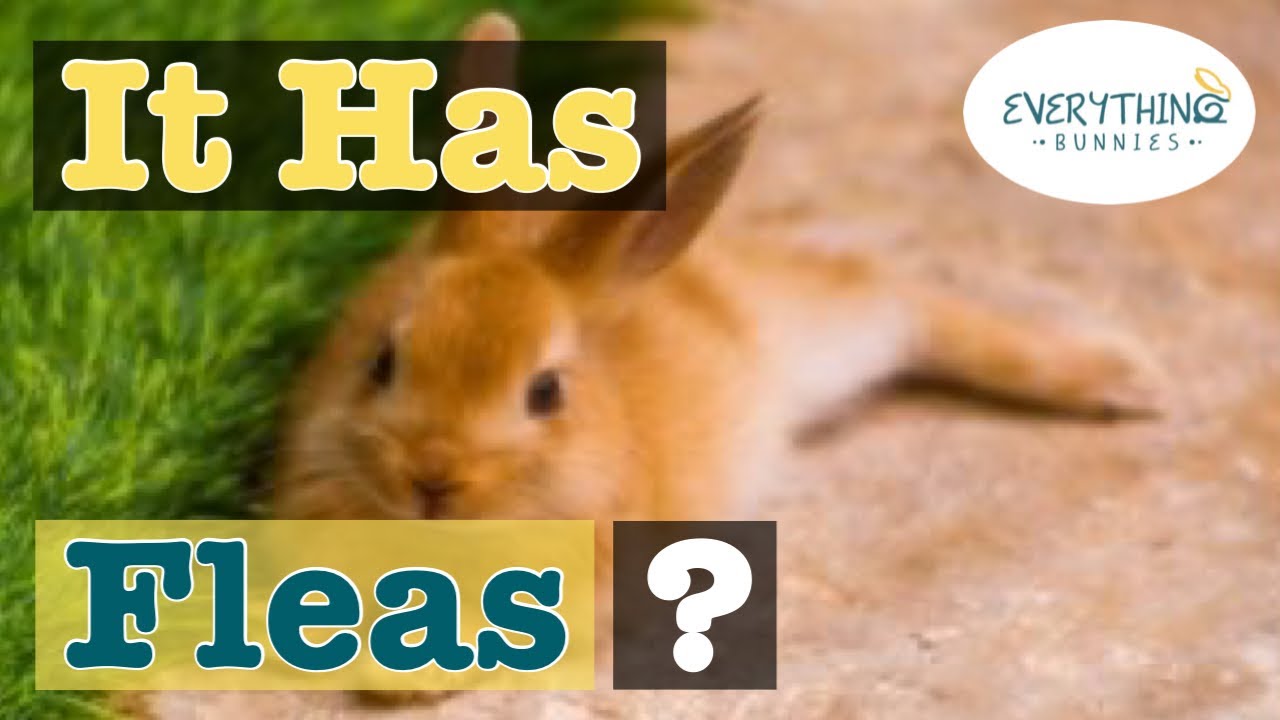The Best Ways To Treat Fleas On Baby Rabbits | PetShun