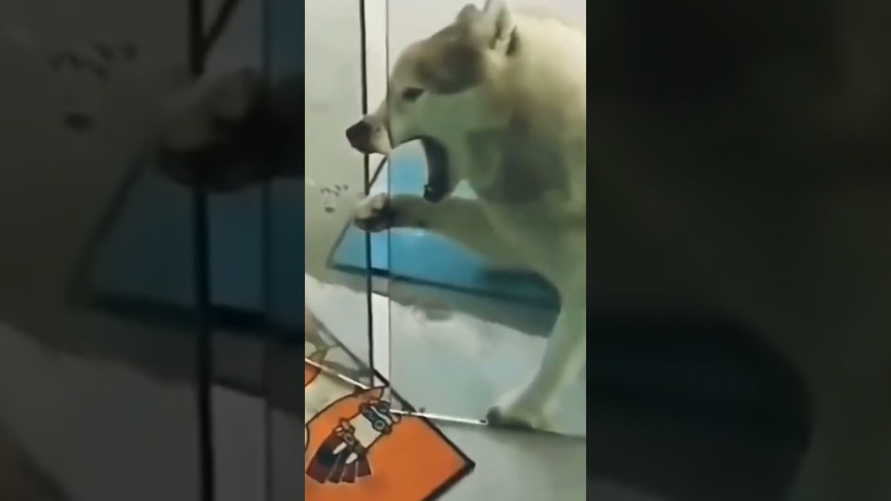 How to Syringe Feed a Rabbit – HousePetsCare.com