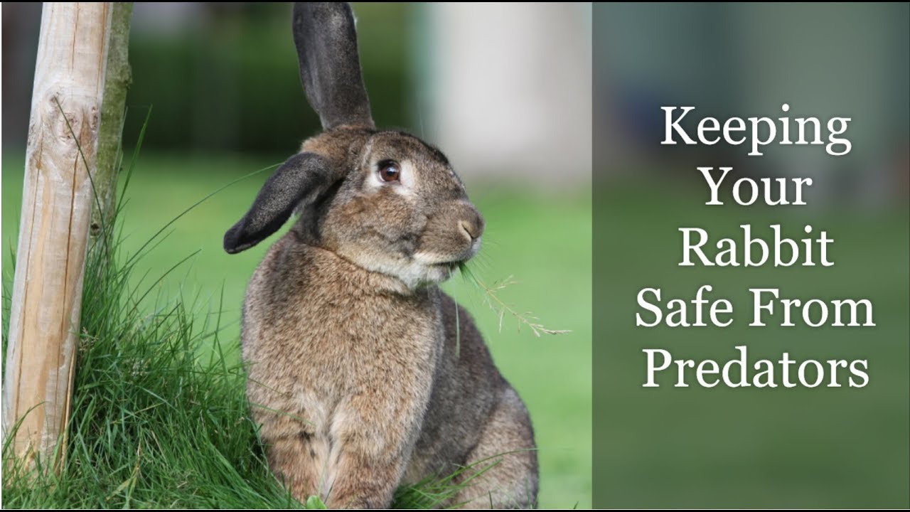 How To Keep Predators Away From Rabbits at Jacqueline Sadler blog