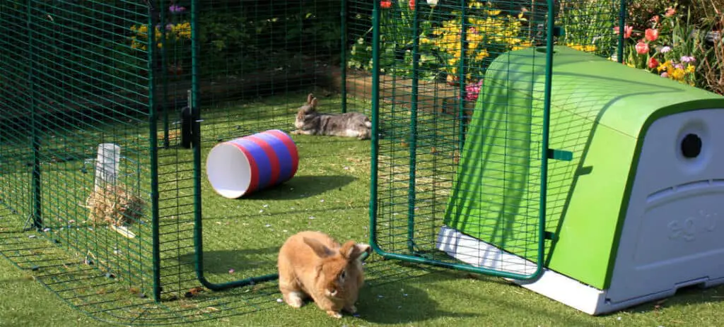Best Outdoor Rabbit Run | Buyers Guide and Review | Hutch and Cage