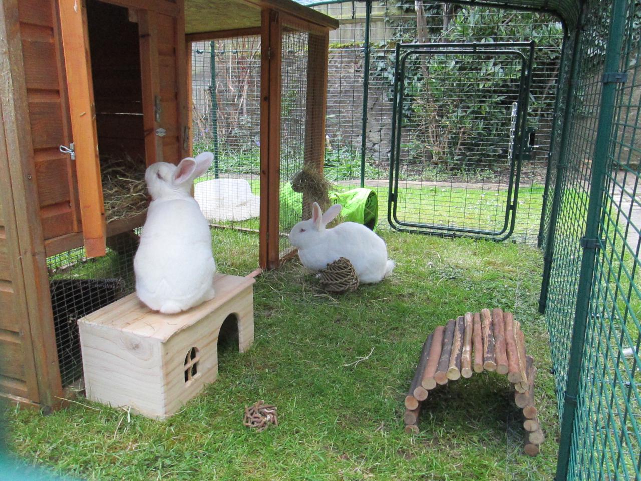 Outdoor Rabbit Run | Large Outdoor Rabbit Enclosure