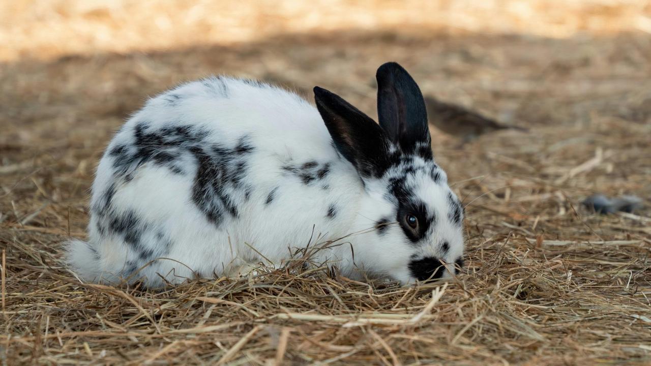 Do House Rabbits Need To Go Outside?