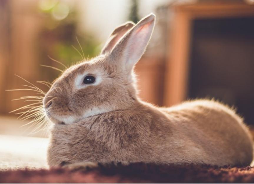 How to Get Rid of Fleas on Rabbits | PetMD | Fleas, Flea infestation ...