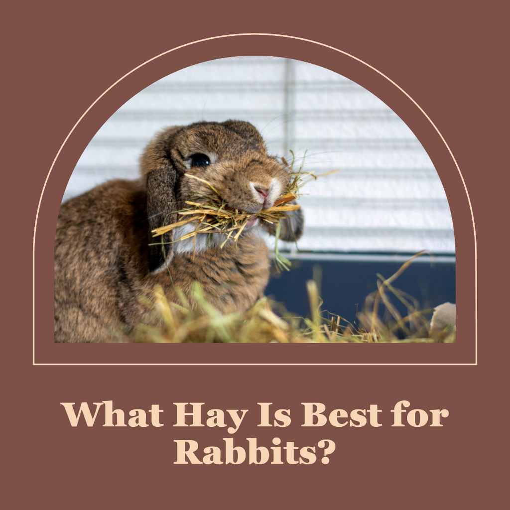 The Best Hay Feeders For Rabbits - Dogtime
