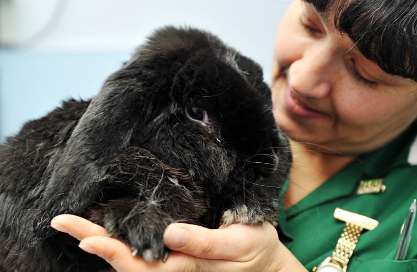 Taking Care of Older Rabbits - Rabbits Life