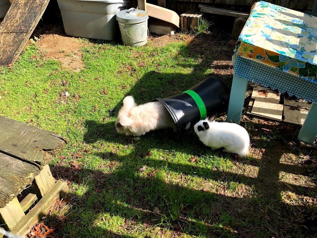 Setting up an Outdoor Rabbit Space - The Cape Coop