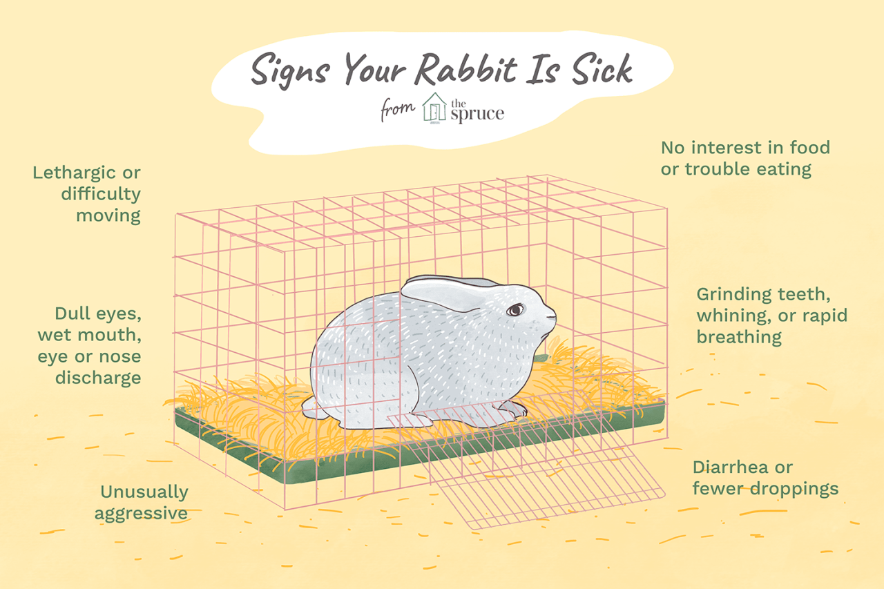 What to Do If Your Rabbit Is Sick