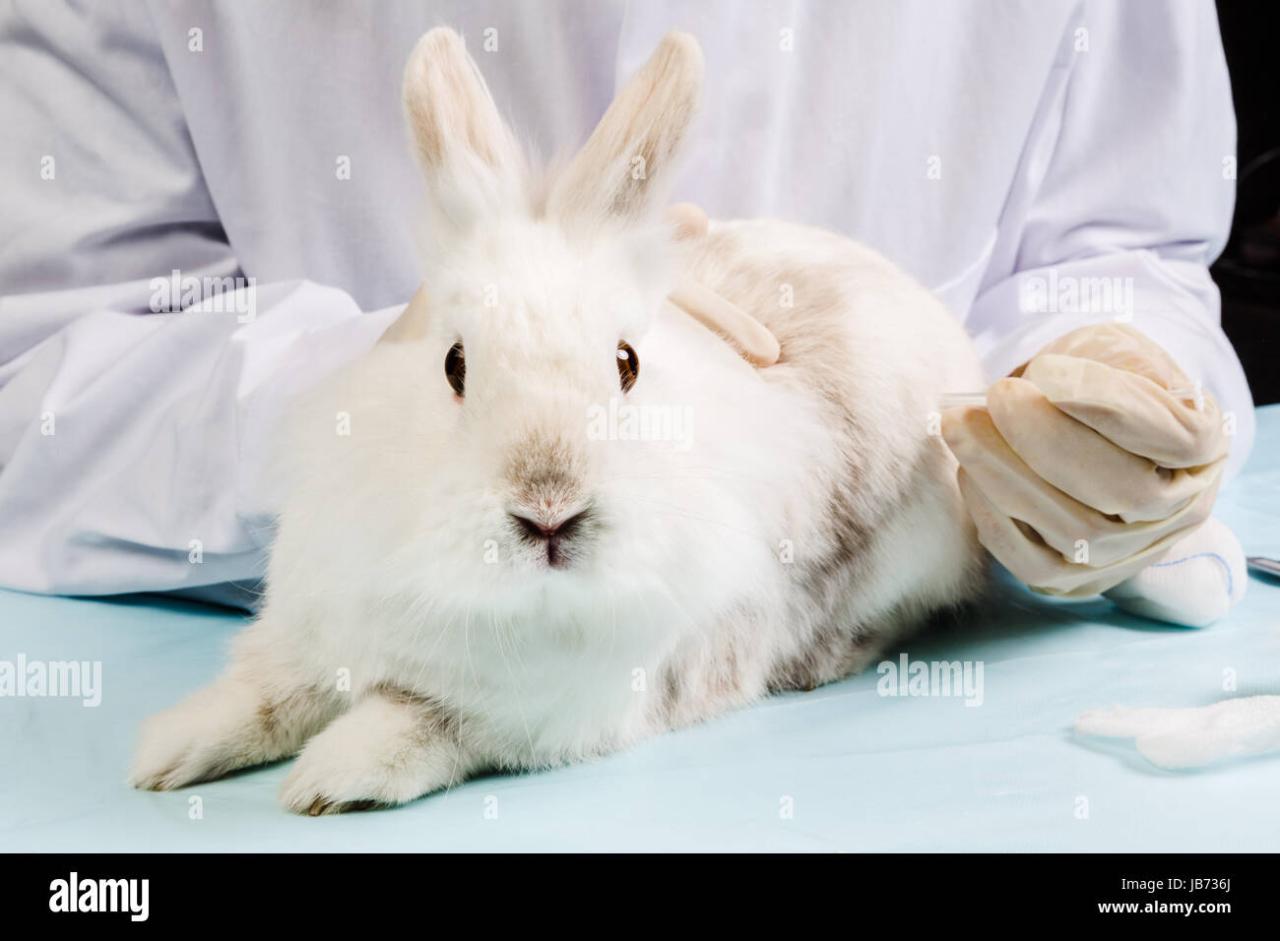 Vet gives rabbit syringe Stock Photo - Alamy