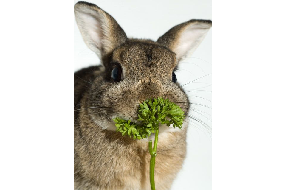 Can Rabbits Eat These?: Rabbit-Friendly Vegetables And Fruits | The ...